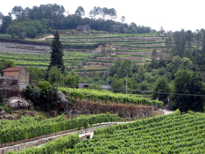 #VeremaVLC_2014_Ribeiros_do_Avia_Finca_A_Cerrada_Gomariz